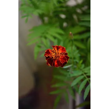 Natural Marigold Flowers